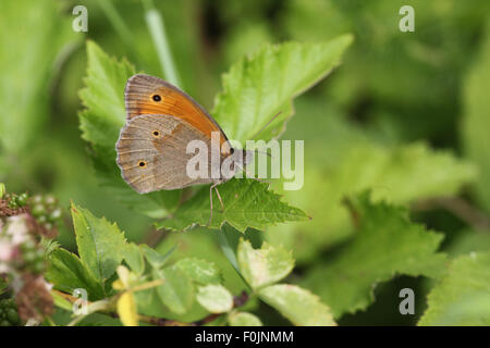 Maniola jurtina Meadow brown homme au repos on leaf Banque D'Images