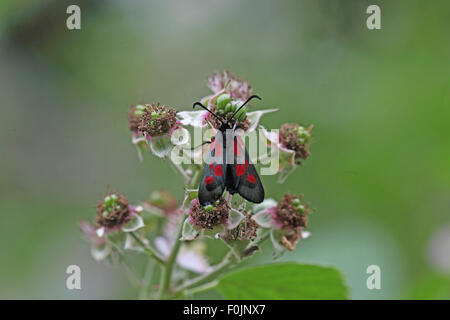 Zygaena trifolii comptant cinq Burnett se nourrissant de fleurs blackberry Banque D'Images