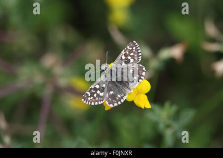 Pyrgus malvae Grizzled skipper se nourrissant de la vesce Banque D'Images
