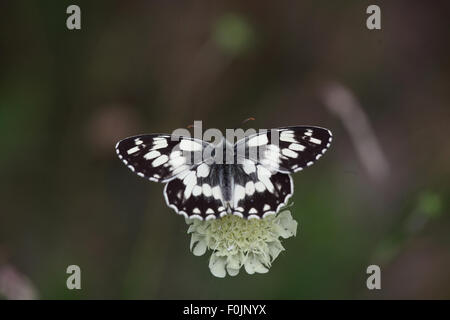 Melanargia galathea blanc marbré se nourrissant de scabious Banque D'Images