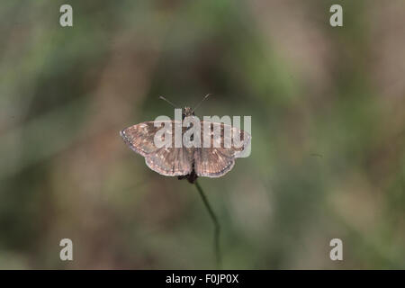 Dingy skipper Erynnis tages au repos sur plant stalk Banque D'Images