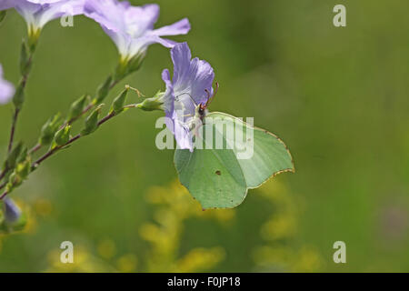 Gonopteryx rhamni Brimstone x mâle se nourrissant de fleur de lin Banque D'Images
