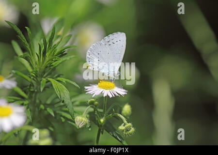 Holly blue Celastrina argiolus prenant de nectar de Daisy Banque D'Images