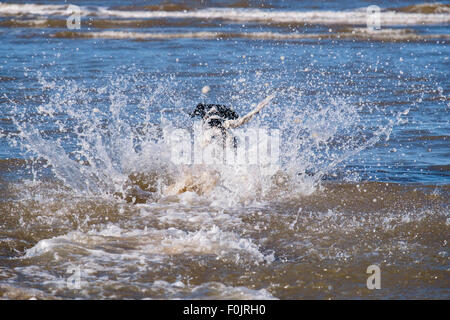 Un noir et blanc English Springer Spaniel chien qui court et de s'éclabousser dans l'eau de mer sur une plage. Pays de Galles, Royaume-Uni, Angleterre Banque D'Images