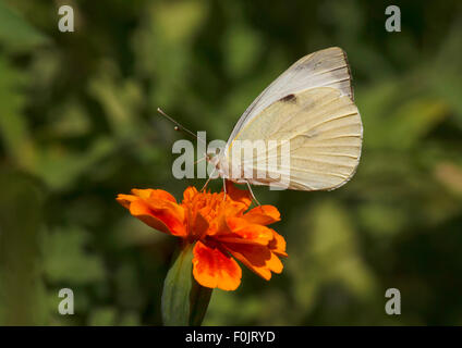Chou blanc butterfly sitting on marigold flower Banque D'Images