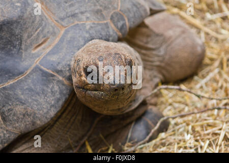 Tortue géante d'Aldabra (Geochelone elephantopus) sur la paille Banque D'Images