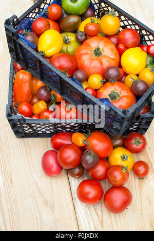 Solanum lycopersicum. Heirloom tomato variétés sur une table en bois Banque D'Images