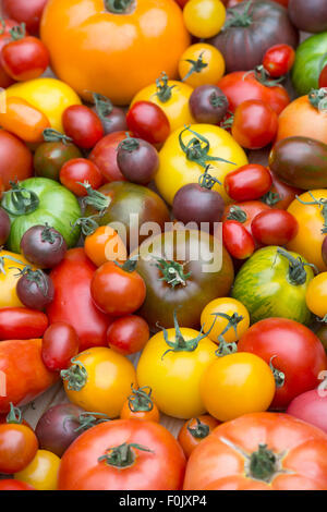 Solanum lycopersicum. Variétés de tomates Heirloom Banque D'Images