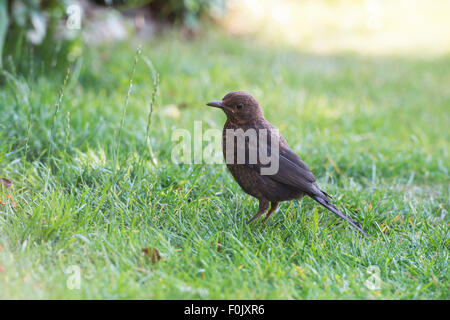 Blackbird pour mineurs sur une pelouse de jardin à la recherche de nourriture Banque D'Images