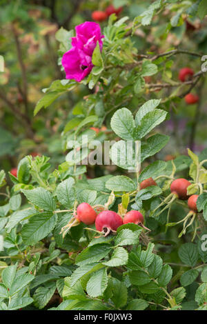 Rosa rugosa rubra. Rosiers et 'Rose' Fleur rouge rugosa Banque D'Images