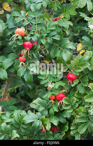 Rosa rugosa rubra. L'églantier Banque D'Images