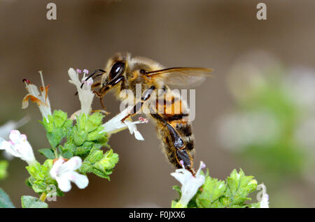 L'abeille commune (Apis melifera) se nourrissant sur les fleurs de l'origan. Kent, Angleterre, Août Banque D'Images