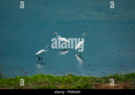Les aigrettes fourchent sur un étang boueux près de l'aéroport international Soekarno-Hatta de Jakarta à Rawa Bokor, Tangerang, Banten, Indonésie. Banque D'Images