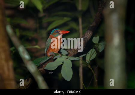 Un kingfisher à dos vert (Actenoides monachus) dans la réserve naturelle de Tangkoko, au nord de Sulawesi, en Indonésie. Banque D'Images