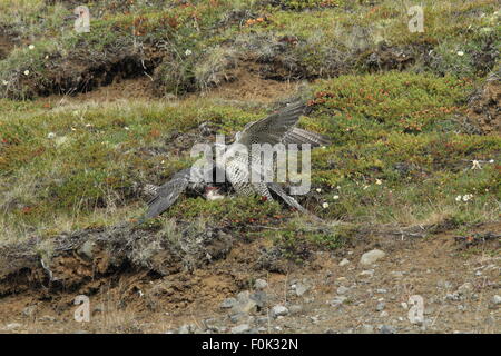 Les jeunes faucons gerfauts Gerfalcon l'Islande Banque D'Images