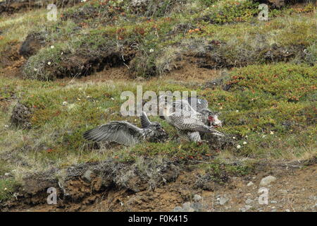 Les jeunes faucons gerfauts Gerfalcon l'Islande Banque D'Images