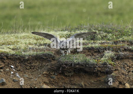 Les jeunes faucons gerfauts Gerfalcon l'Islande Banque D'Images