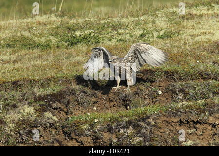 Les jeunes faucons gerfauts Gerfalcon l'Islande Banque D'Images