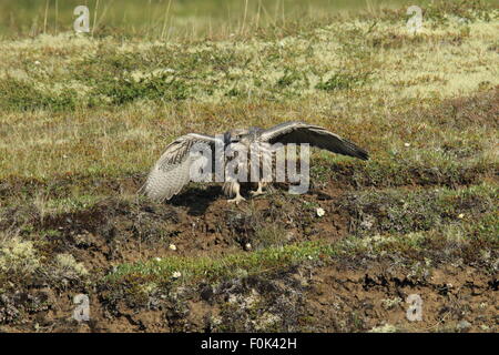 Les jeunes faucons gerfauts Gerfalcon l'Islande Banque D'Images