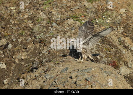 Les jeunes faucons gerfauts Gerfalcon l'Islande Banque D'Images