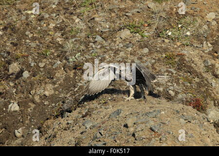 Les jeunes faucons gerfauts Gerfalcon l'Islande Banque D'Images