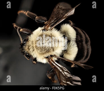 Cette photographie montre une reine Bombus impatiens bourdon dans le comté de Charles, Maryland. L’espèce est vitale pour la pollinisation dans les écosystèmes locaux et est capturée dans son environnement naturel. Banque D'Images