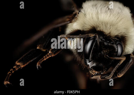 Cette image capture une reine Bombus impatiens bourdon du comté de Charles, Maryland. En tant que pollinisateur clé dans les écosystèmes locaux, la reine est vitale pour la croissance et la reproduction de la colonie, jouant un rôle important dans le maintien de la biodiversité par la pollinisation. Banque D'Images