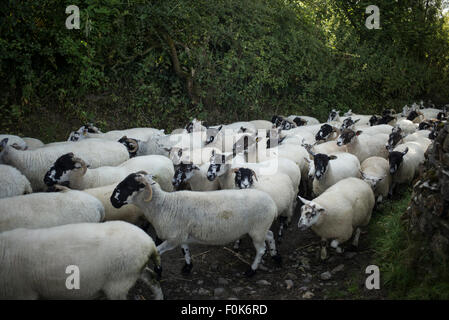 Les moutons d'être déplacé de nouveau à pâturage après le cisaillement sur une ruelle tranquille, Bowland, Lancashire. Banque D'Images