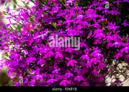 Lobelia dans un panier suspendu à Cornwall. Banque D'Images