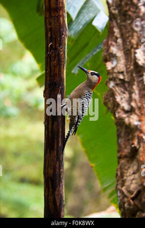 Vue verticale d'un Indien de l'Ouest pic en Topes de Collantes Parc National de Cuba. Banque D'Images