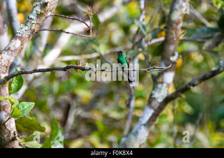 Vue horizontale d'un blue-tailed hummingbird émeraude en Topes de Collantes Parc National de Cuba. Banque D'Images