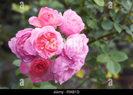 Rosa fleurs. Arbuste rose rose dans un jardin anglais. Banque D'Images