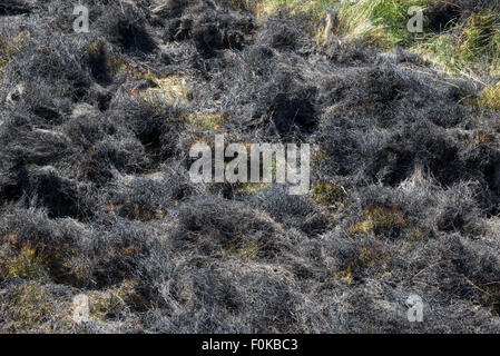 Herbes brûlées sur les Maures au-dessus de Glossop dans le Derbyshire. Partie d'un plan de gestion des landes. Banque D'Images
