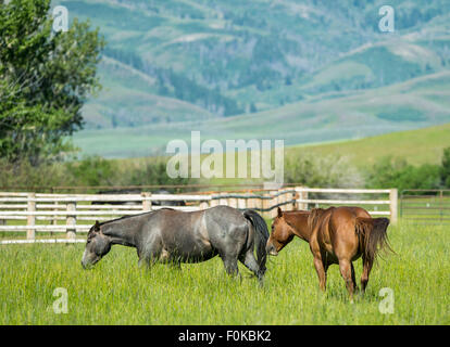 Hot Spring Ranch, grange rouge et le pâturage des chevaux près de la zone Prairie-Fairfield Camassies Montagnes soldat, New York, USA Banque D'Images