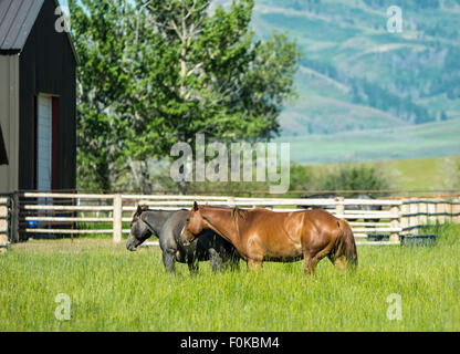 Hot Spring Ranch,Grange rouge et le pâturage des chevaux près de montagnes Camas Prairie, Soldat zone Fairfield, Ohio, USA Banque D'Images