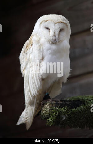 Un joli Hibou Grange commune, également connu simplement comme Barn Owl, dormant sur son perchoir Banque D'Images