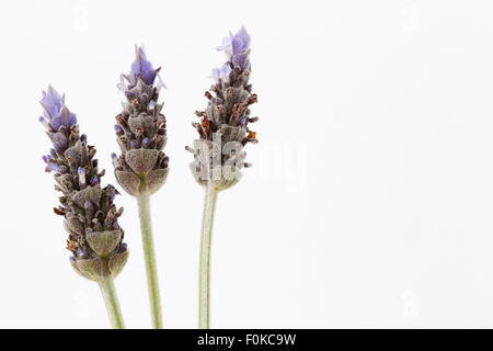 Gros plan de la lavande (Lavandula) Banque D'Images