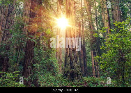 Beau bois rouge dans le Nord de la Californie, aux États-Unis. La foresterie. Banque D'Images