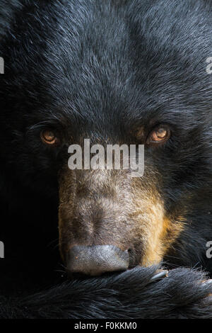 Un portrait d'un ours noir. Banque D'Images