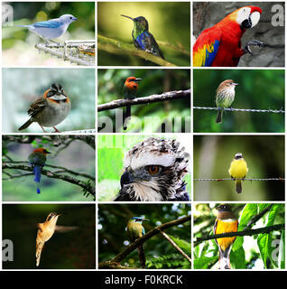 Belle collection d'oiseaux du Panama ensemble dans un collage Banque D'Images