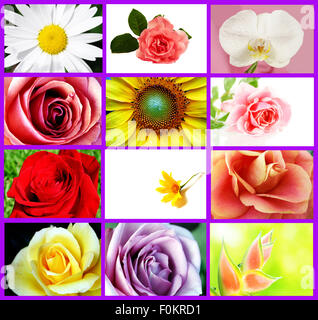 Plusieurs types de belles fleurs dans un collage Banque D'Images