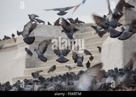 Pigeons sur le grand stupa Bodnath, Katmandou, tôt le matin, au Népal Banque D'Images