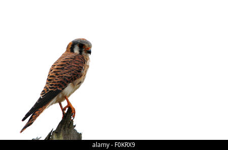 Belle Crécerelle d'Amérique (Falco sparverius) perché sur un poteau de clôture Banque D'Images