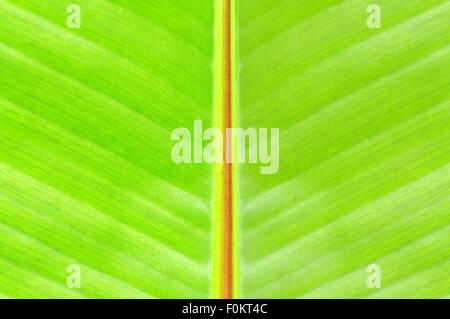 Plan Macro sur le centre d'une feuille de bananier Banque D'Images