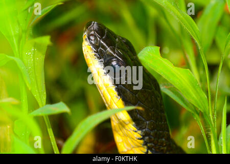 Plan Macro sur un serpent noir dans la forêt de Panama Banque D'Images