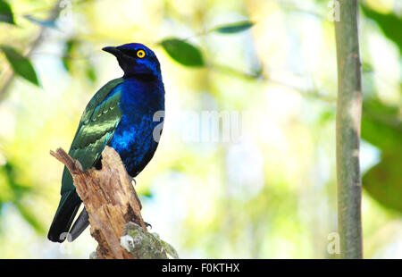 Magnifique Africaine (Lamprotornis purpureus Purple Glossy-Starling) perché sur une branche Banque D'Images