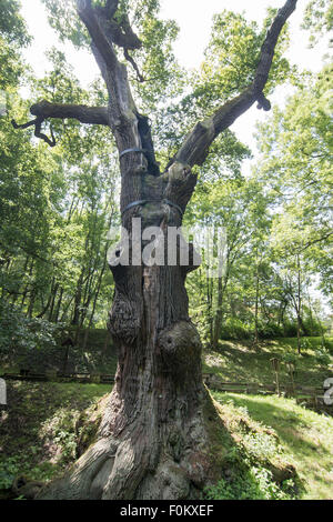 Image de l'arbre de chêne mémorable - chêne de 800 ans Banque D'Images