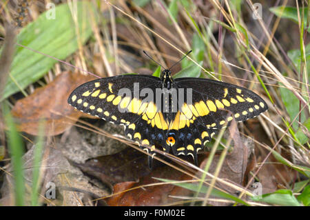 Queue fourchue, géant papillon sur le sol forestier Banque D'Images