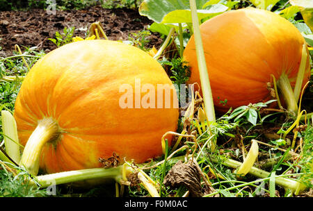 Couple de citrouilles dans un champ agricole Banque D'Images