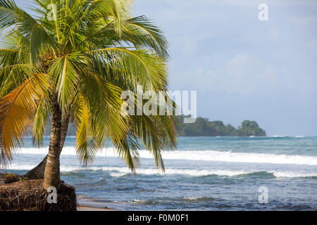 Panorama de l'île tropicale avec leaning cocotiers et grande mer vagues dans l'arrière-plan, Bocas del Toro, Panama 2014. Banque D'Images